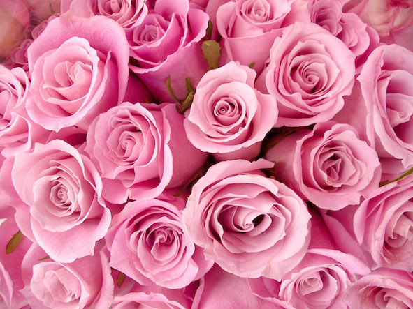 花　ピンクのバラ