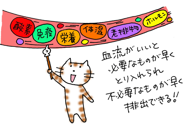 質問 巡り 血流 が変わると なぜ体温が上がるんですか