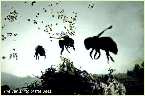 ミツバチの集団