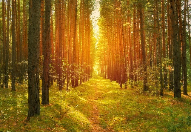 forest-163978_640.jpg
