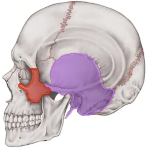 側頭骨と頬骨.png