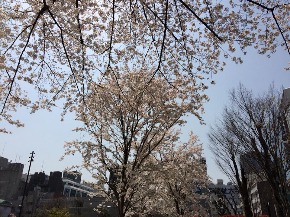 池袋　桜.jpg